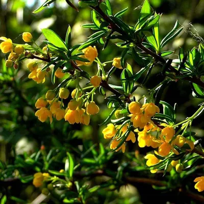 Obrázok produktu pre 2 x Berberitze - Berberis stenophylla | 40-50 cm v nádobe