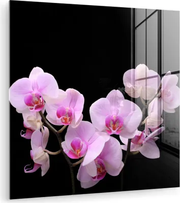 Produktbild von MuchoWow Glasbilder - Bilder auf Wandbild - Foto auf Glas Orchidee - Blumen - Rosa - Flora 40x40 cm Wanddekoration aus Glas - Acrylglasbild - Acrylbilder
