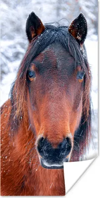Produktbild von MuchoWow® Poster Pferd - Winter - Schneeflocke 20x40 cm - Plakat - Foto