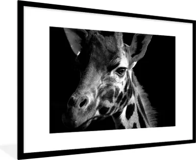 Produktbild von MuchoWow® Gerahmtes Poster Giraffe auf schwarzem Hintergrund - schwarz und weiß 90x60 cm - Poster mit Schwarzem Bilderrahmen Wandposter Rahmen Foto Bilder - Wanddekoration - Fotos
