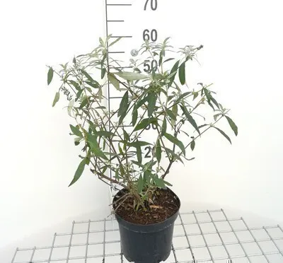 Immagine prodotto di Buddleja dav. 'Royal Red' - Cespuglio di farfalle 40- 60 cm in contenitore