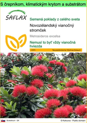 Obrázok produktu pre SAFLAX Garden to go - Novozélandský vianočný stromček - Metrosideros excelsa - 300 Semená - S črepníkom, klimatickým vekom a pestovateľským substrátom