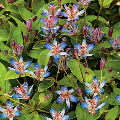 Produktbild von Krötenlilie winterhart Rhizom Blüten Tricytris Hirta Tojen Krötenlilie 1 St.
