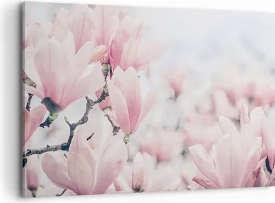 Produktbild von Bild auf Leinwand - Leinwandbild - Einteilig - Magnolie Blumen Rosa - 100x70cm - Wand Bild - Wanddeko - Wandbilder - Leinwanddruck - Bilder - Wanddekoration - Leinwand bilder - AA100x70-4396