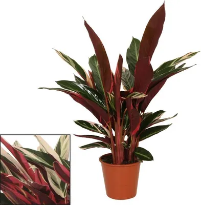 Zdjęcie produktu dla Roslina cieniolubna o niezwyklym wzorze lisci - Calathea triostar - doniczka 14 cm