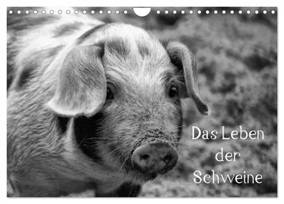Produktbild von Das Leben der Schweine (Wandkalender 2027 DIN A4 quer), CALVENDO Monatskalender