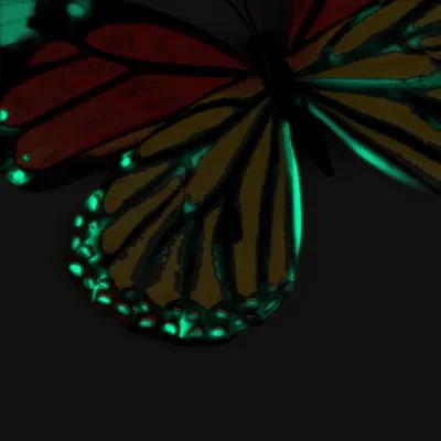 Image de 12 aimants lumineux 3D pour réfrigérateur, papillon, brille dans le noir, magnétiques, pour la maison, décoration de pièce, bricolage, décoration murale