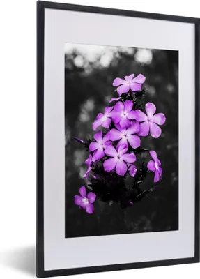 Produktbild von MuchoWow® MuchoWow® Gerahmtes Poster Blumen - Lila - Schwarz - Weiß 40x60 cm - Poster mit zchwarzem Bilderrahmen - Poster in Rahmen