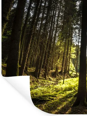 Produktbild von MuchoWow® Wandtattoo Wandsticker Wandaufkleber Baum - Natur - Sonne - Wald 90x120 cm Selbstklebend und Repositionierbar - Faltenfrei