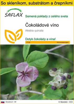 Obrázok produktu pre SAFLAX Kultivačný set - čokoládové víno - Akebia quinata - 10 Semená - S mini skleníkom, pestovateľským substrátom a 2 črepníkmi
