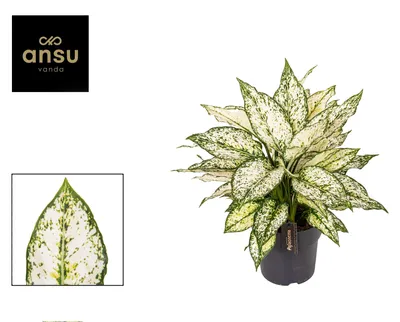 Image de Aglaonema Kiwi blanc - 30-40cm - Ø19cm - Plante d'intérieur