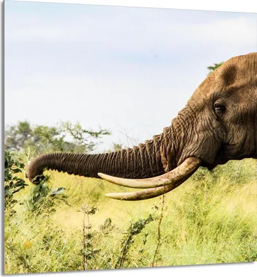 Immagine prodotto di PIASTRELLE IN VETRO PER CUCINA 60x65 Elefante