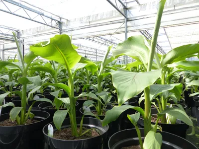 Produktbild von 2 Stück Bananenstaude Musa Basjoo 60 - 80 cm winterhart Staude japanische Faserbanane