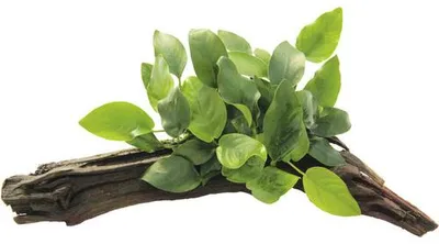 Produktbild von Zwergspeerblatt auf Wurzel - Anubias nana auf Wurzel ca. 16 x 7 x 12 cm