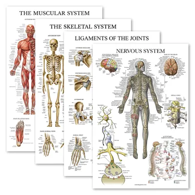Anatomie-Poster-Set, 4er-Pack, gelaminiert, 45,7 x 61 cm