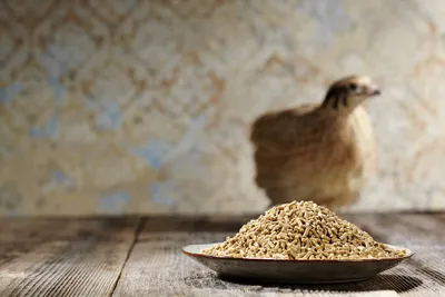 Produktbild von WachtelGlück® Sojafrei Wachtelfutter