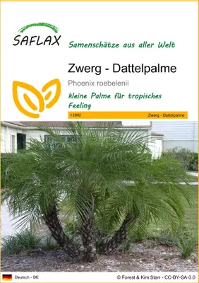 Produktbild von SAFLAX - Zwerg - Dattelpalme - Phoenix roebelenii - 25 Samen
