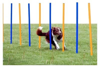 Produktbild von Agility Slalom, 12 Stangen, 115×ø 3 cm