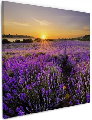 Produktbild von Wallario Premium Leinwandbild Sonnenuntergang über dem Lavendel in Größe 50 x 50 cm