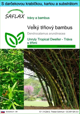 Obrázok produktu pre SAFLAX Darčeková sada - Veľký tŕňový bambus - Dendrocalamus arundinacea - 50 Semená - S darčekovou krabičkou, prepravným štítkom, darčekovou kartou a pestovateľským médiom