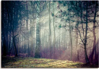 Produktbild von ARTland Leinwandbild Sonnenstrahlen im Wald Größe: 100x70 cm