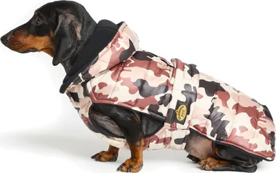 Produktbild von Fashion Dog Steppmantel für Dackel mit Kapuze - Camouflage - 43 cm