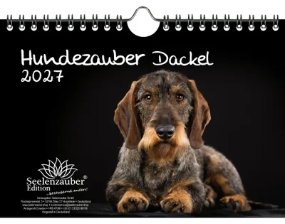 Produktbild von Hundezauber Dackel DIN A5 Kalender für 2027 Welpen und Hunde - Seelenzauber