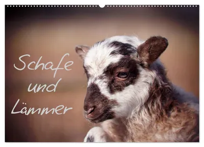 Produktbild von Schafe und Lämmer (Wandkalender 2027 DIN A2 quer), CALVENDO Monatskalender