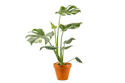 Obrázok produktu pre Gardners Monstera deliciosa variegata Thai Constellation, priemer 12 cm