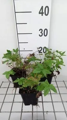 Obrázek produktu pro 6 x Filipendula ulm. 'Plena' - lipnice luční - květináč 9 x 9 cm