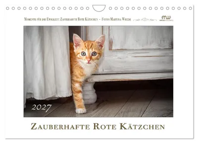 Produktbild von Zauberhafte rote Kätzchen (Wandkalender 2027 DIN A4 quer), CALVENDO Monatskalender