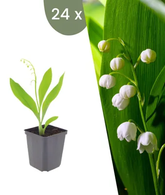 Produktbild von Plants by Frank | 24 Maiglöckchen Pflanzen | Convallaria Majalis | Bodendecker | Winterhart | Mehrjährig | Gartenpflanzen