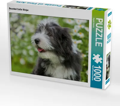 Produktbild von CALVENDO Puzzle Bearded Collie Welpe | 1000 Teile Lege-Größe 64x48cm Foto-Puzzle für glückliche Stunden