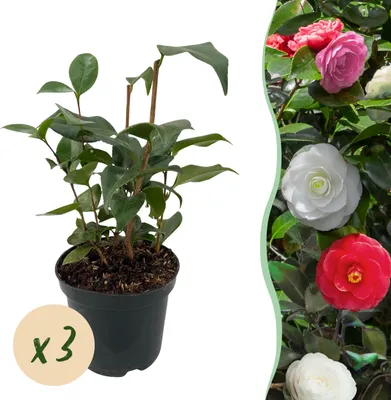 Immagine prodotto di Arbusti - Camelia japonica Tricolour - Fiore Rosa Bianco e Rosso - 3 piante - 1 m2 - Sempreverde - 30cm - Ø15cm - Pianta da giardino