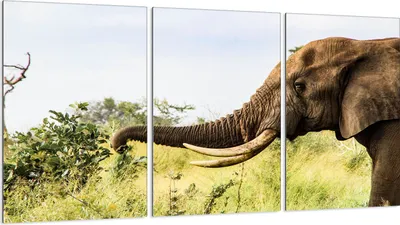 Produktbild von Herdabdeckplatten 3 teilig 30x52 Glaskeramikkochfeld Abdeckung Glas, Elefant Tier
