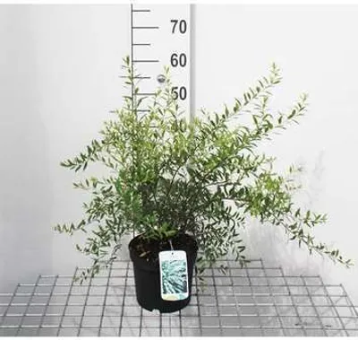 Obrázok produktu pre Spiraea cinerea 'Grefsheim' - Brautspiere 40- 60 cm - Kontajner