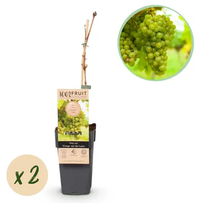 Productafbeelding van Vitis vinifera "Vroege van der Laan" - Witte druif - 15 cm pot - ongeveer 50 cm hoog - set van 2