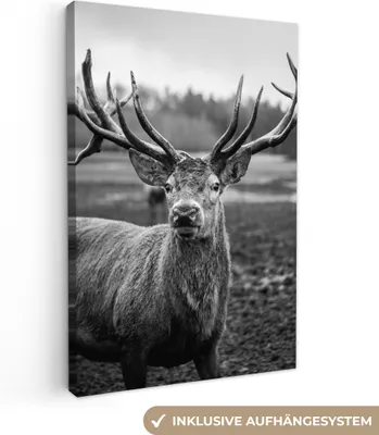 Produktbild von MuchoWow® - Leinwandbilder - Tiere - Hirsch - Geweih - Schwarz und weiß - Natur, Wandbild, Wanddeko Bilder Wohnzimmer, 80x120 cm