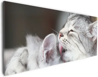 Produktbild von Wallario Premium Leinwandbild Süße kleine getigerte Katzenbabys in Größe 30 x 75 cm