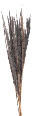 Immagine prodotto di Fiori secchi Clayre & Eef 100 cm Fiori secchi grigi