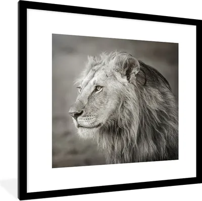 Produktbild von MuchoWow® Gerahmtes Poster Löwe - Wilde Tiere - Schwarz 40x40 cm - Poster mit Schwarzem Bilderrahmen Wandposter Rahmen Foto Bilder - Poster - Plakat im Rahmen
