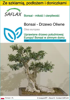 Zdjęcie produktu dla SAFLAX - Zestaw do uprawy - Bonsai - Drzewo Oliwne - 20 Nasiona - Z mini szklarnią, podłożem uprawowym i 2 doniczkami - Olea europea