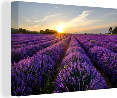 Obrázek produktu pro OneMillionCanvasses® Malba na plátně Nástěnná malba na plátně - Levandule - Květiny - Západ slunce - Fialová - 150x100cm
