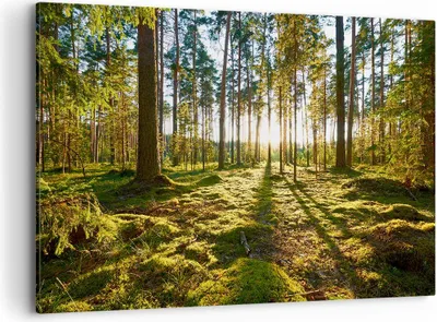 Produktbild von Bild auf Leinwand - Leinwandbild - Wald Baum Natur - 100x70cm - Wand Bild - Wanddeko - Wandbilder - Leinwanddruck - Bilder - Kunstdruck - Wanddekoration - Leinwand bilder - Wandkunst - AA100x70-3724