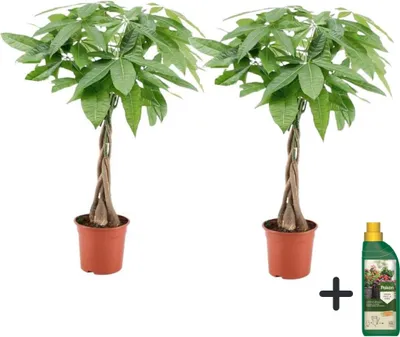 Produktbild von Glückskastanie - 2 Stk - Pachira aquatica - Höhe 60-70cm - ⌀17cm