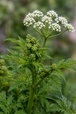 Produktbild von SaatPilot Conium maculatum 50 Samen Gefleckter Schierling