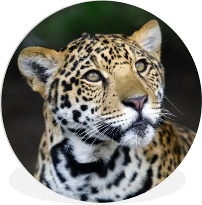Produktbild von MuchoWow® Rundes Wandbild - Runde Bilder Leopard - Kopf - Wald Ø 90 cm Kreis Wanddekoration Kunststoff - Wandkreis - Wandschmuck - Wand-Kreis - Wohnzimmer - Bild - Runde - Wanddeko - Dibond - Kunstdrucke