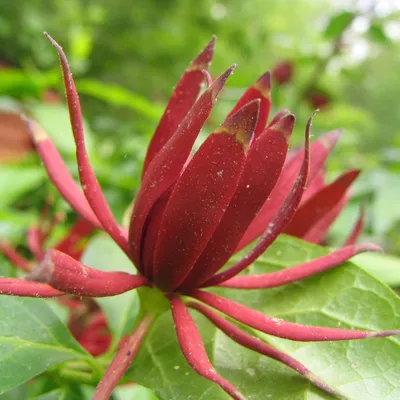 Image de Calycanthus (Calycanthus floridus)  - 5 graines