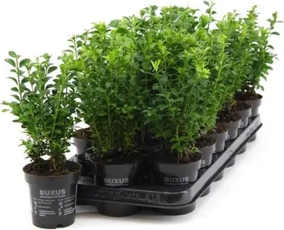 Produktbild von 500 Pflanzen Pflanzen Buchsbaum 25 cm Strauch Buxus sempervirens