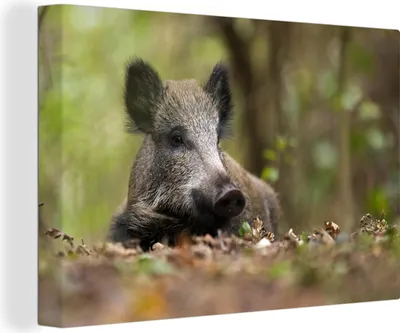 Produktbild von OneMillionCanvasses® - Leinwandbilder - 140x90 cm, Wildschwein - Wald - Tier, Wandbilder Kunstdruck Wanddekoration